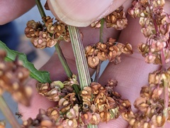 Rumex crispus