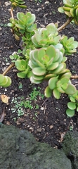 Crassulaceae