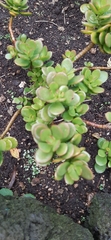 Crassulaceae