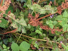 Rumex crispus