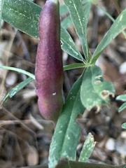 Neolasioptera lupini