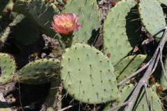 Opuntia × vaseyi