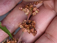 Rumex crispus