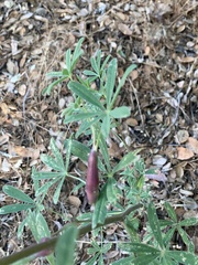 Neolasioptera lupini