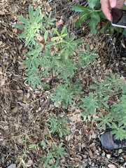 Neolasioptera lupini