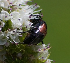 Macrosiagon cruenta