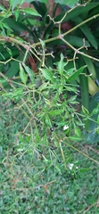 Capsicum annuum glabriusculum