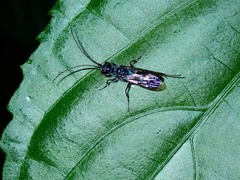 Trirogma caerulea
