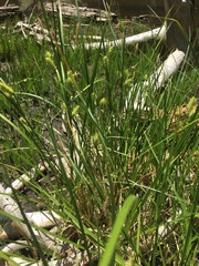 Carex exsiccata