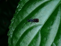 Trirogma caerulea