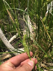 Carex exsiccata