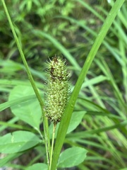 Carex typhina