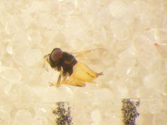 Aphelinidae