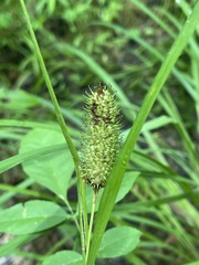Carex typhina