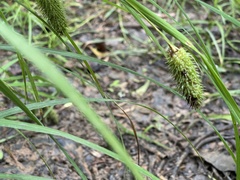 Carex typhina