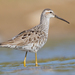 Stilt Sandpiper - Photo (c) Dan Pancamo, some rights reserved (CC BY-SA)