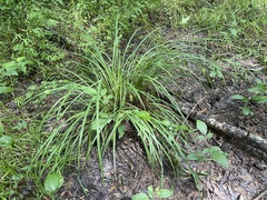 Carex typhina