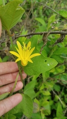 Passiflora citrina