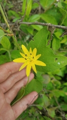 Passiflora citrina
