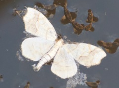 Nematocampa brehmeata