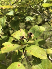Crataegus ashei