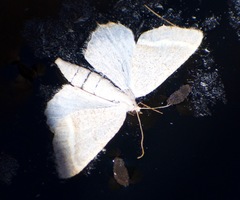 Macaria guenearia