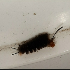 Lepidoptera