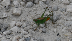 Conocephalus stictomerus