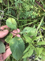 Crataegus ashei