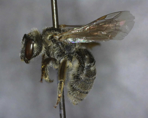 iNaturalist observation photo of Tripartite Sweat Bee