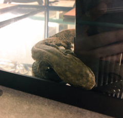 Cryptobranchus alleganiensis