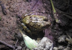 Pleurodema brachyops