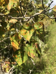 Crataegus pruinosa