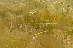 Stigmatopora nigra