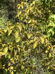 Crataegus pruinosa