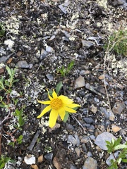 Arnica angustifolia