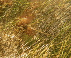 Stigmatopora nigra