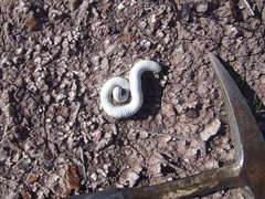 Orthoporus
