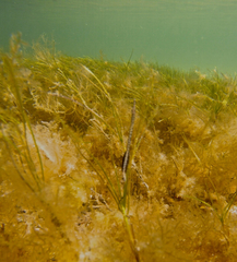 Stigmatopora nigra