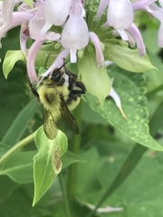 Bombus bimaculatus
