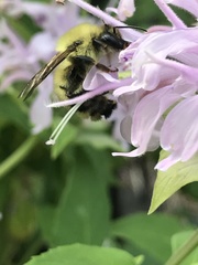 Bombus bimaculatus