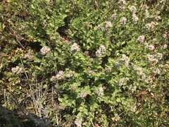 Ageratina occidentalis