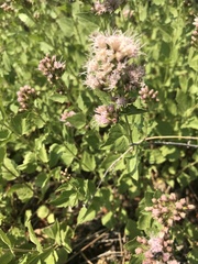 Ageratina occidentalis