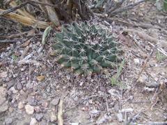 Mammillaria meiacantha