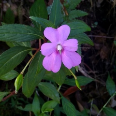 Impatiens platypetala