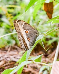 Dasyophthalma