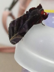 Hemicephalis alesa