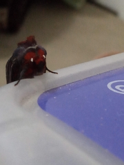 Hemicephalis alesa