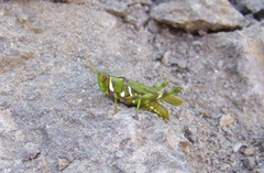 Bootettix argentatus