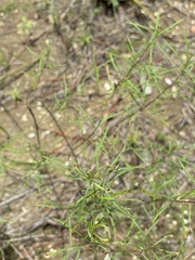 Oenothera berlandieri pinifolia